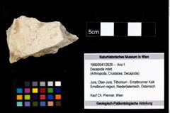 Foto (Objekt + Etikett) von Decapoda indet.  (NHMW-GEO-1990-0041-2629)